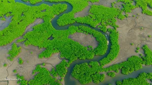 Logo Parc national du Delta du Saloum