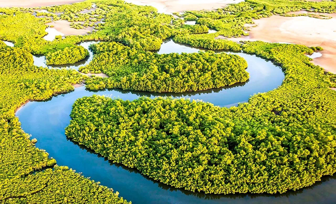 Mangrove et bolongs