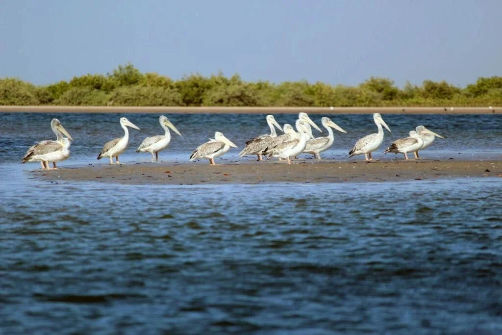 Toubacouta et les oiseaux